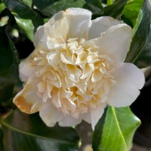 Camellia x williamsii 'Crinkles' 3L